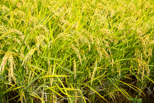 Preview: Green paddy Rice farm
