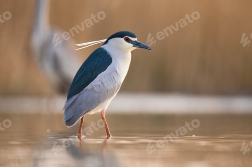Preview: Black-crowned night heron looking in water in spring