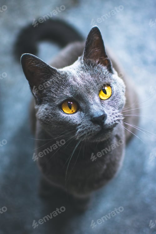 Preview: Cute little cat pet looking at owner