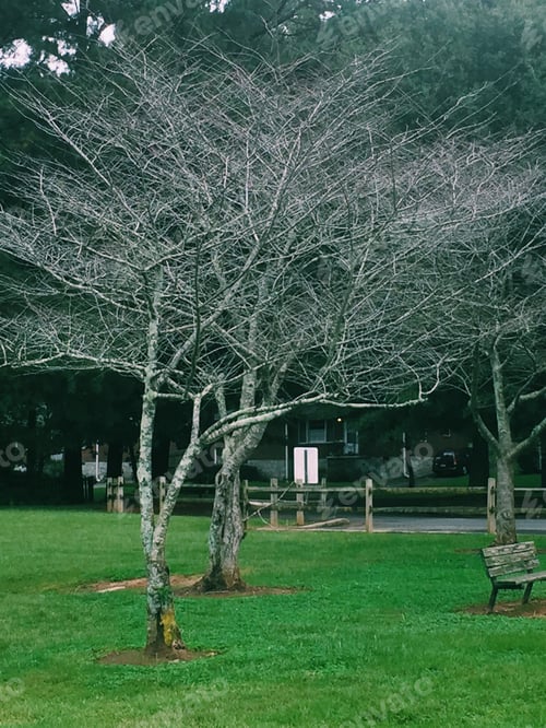 Preview: No leaves in winter