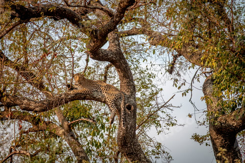 Preview: Leopard laying in a tree in the Kruger.