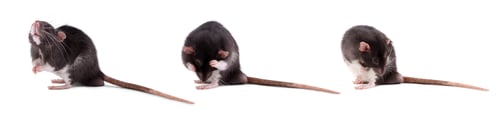 Preview: Fluffy rat isolated on white, collage. Rodent