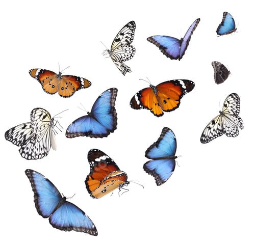 Preview: Amazing different butterflies flying on white background