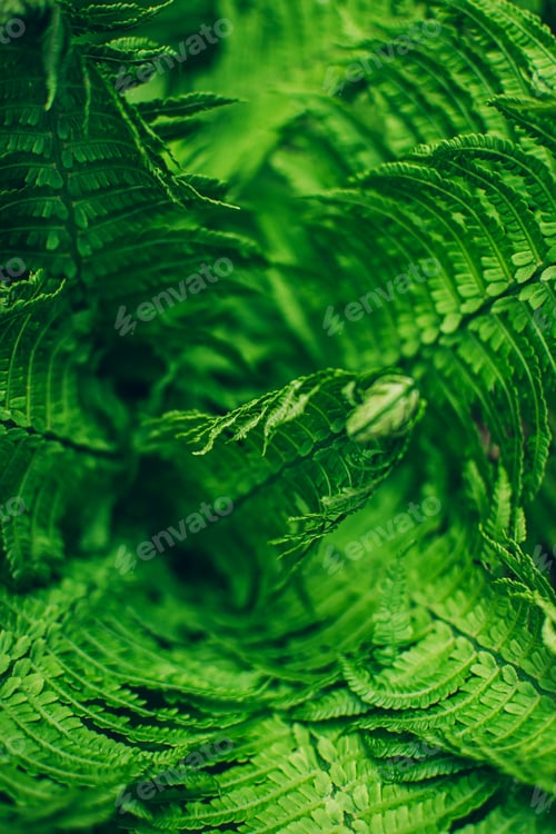 Preview: Close up of beautiful fresh green fern leaves background.
