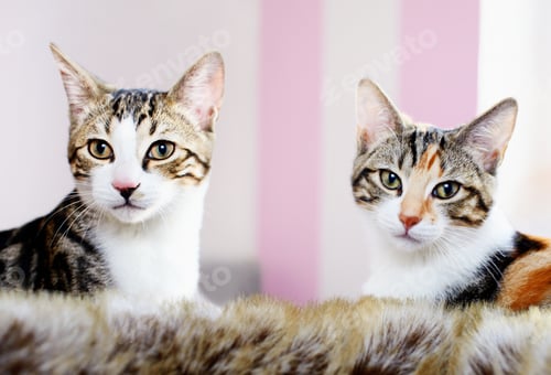 Preview: Close up of kittens? faces