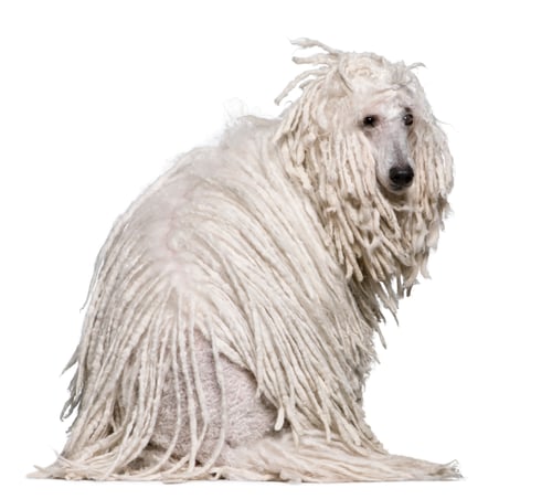 Preview: White Corded standard Poodle sitting in front of white background