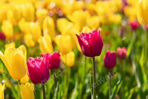 Preview: Yellow and purple tulips bloom in the garden in spring.
