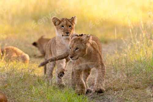 Preview: Two young lion cubs playfully interacting in the golden light of the savanna.