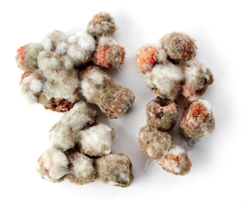 Preview: raspberries with mold