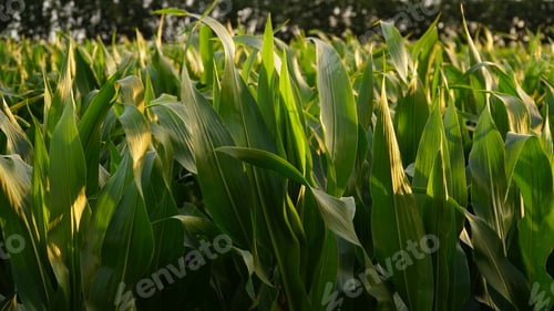 Preview: Corn. Young corn plants in the field. Agricultural background of a corn plantation.
