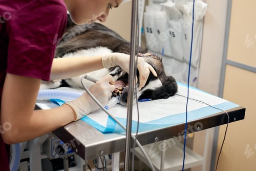 Preview: Veterinary dentistry. Dentist surgeon veterinarian treats and removes the teeth of a dog under