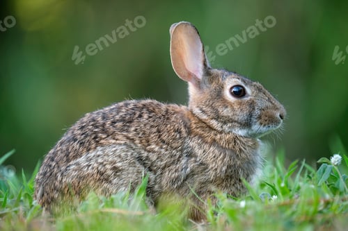 Preview: Grey small hare eating grass on summer field.