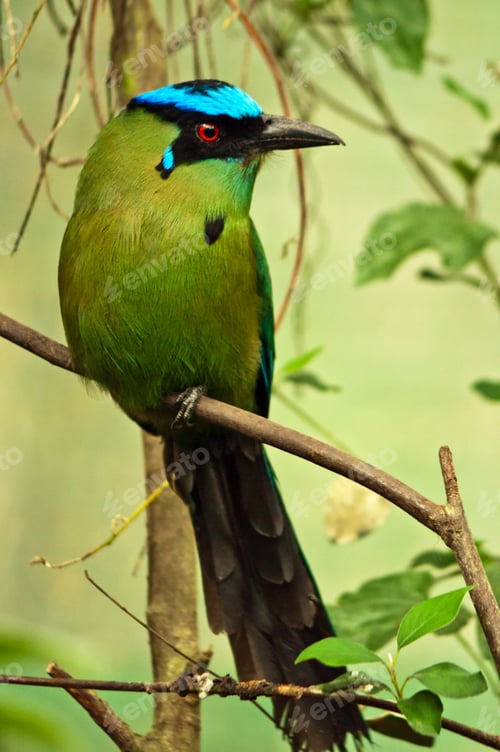 Preview: Blue-crowned Motmot