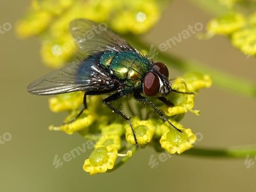 Preview: Calliphoridae fly