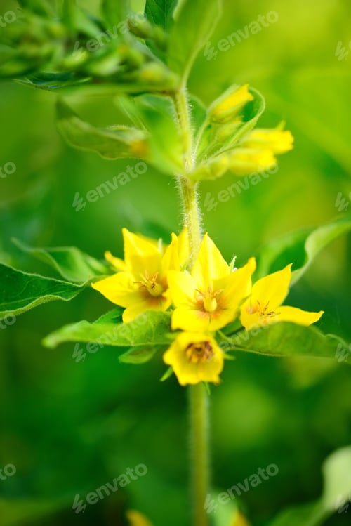 Preview: Lysimachia vulgaris growing in the garden. Selective focus