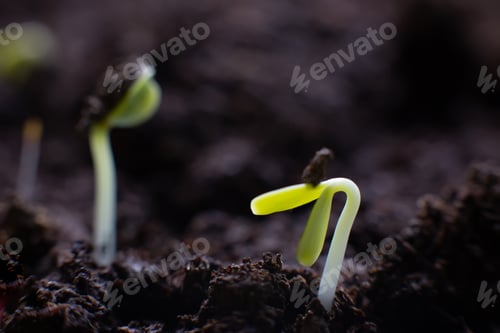 Preview: Macro view of germinating seeds on dark soil