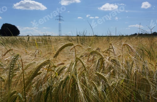 Preview: Agricultural landscape with maturing barley