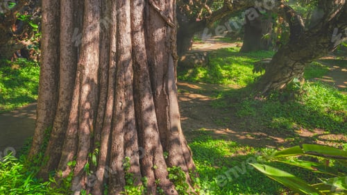 Preview: Light and shadow on large tree trunks with winding walkway in beautiful rainforest at natural park