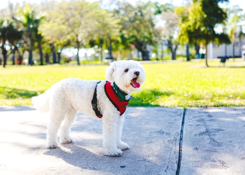 Preview: Bichon Frise at Dog Park