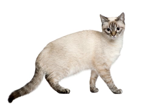 Preview: Crossbreed between a siamese and a tabby (9 months) in front of a white background