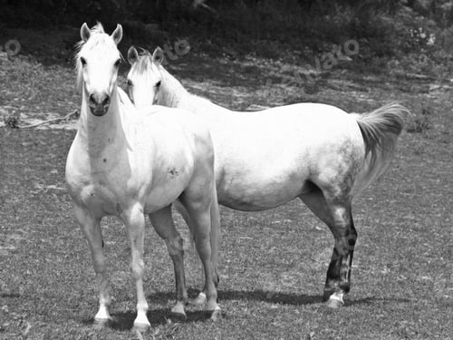 Preview: arabian, horse, mare, stallion, riding