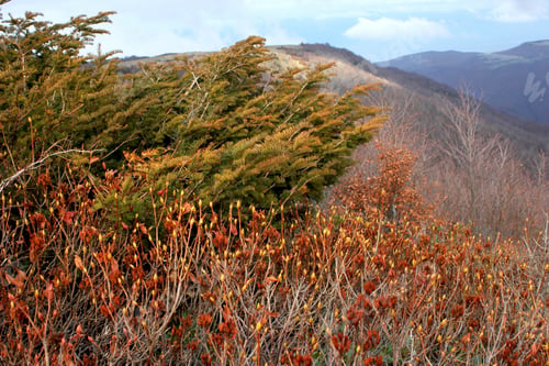 Preview: bush, bare trees, thorns autumn background