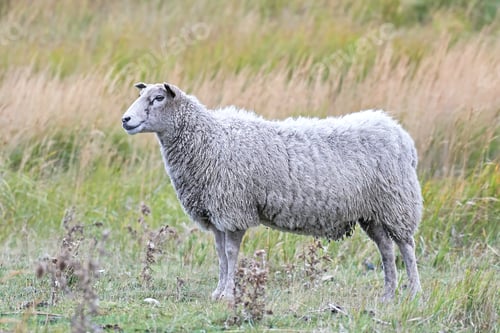 Preview: Domestic sheep