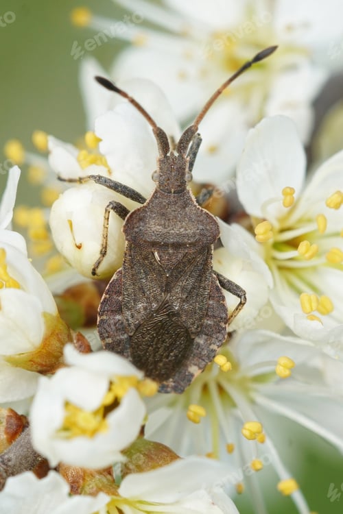 Preview: Vertical shot of a shield bug enoplops scapha on white flowers