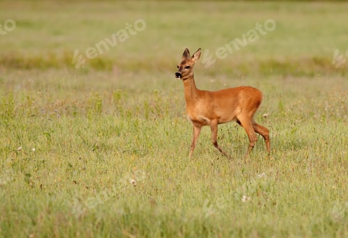 Preview: Roe deer grazing on the meadow