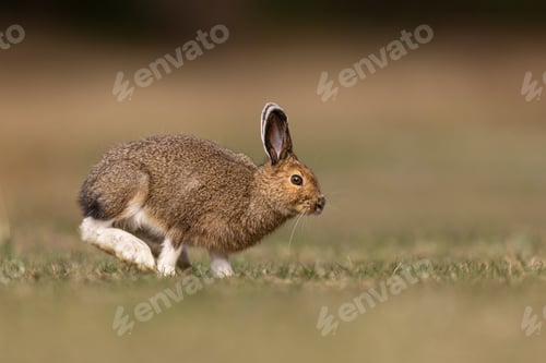 Preview: Close-up shot of a Snowshoe Hare running across a field