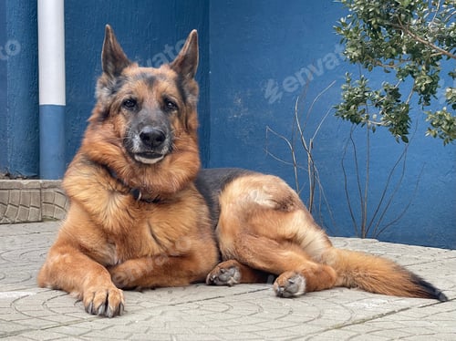 Preview: German Shepherd