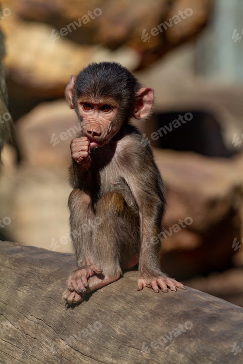 Preview: Baby Baboon sucking his thumb at a wildlife animal retreat in Australia