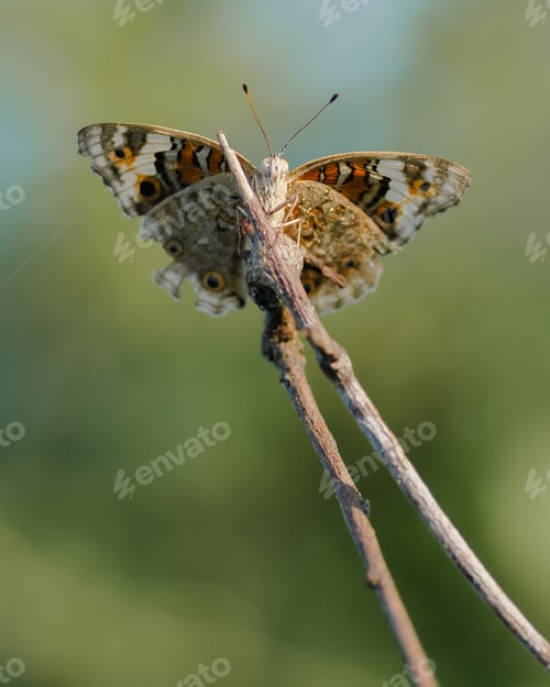 Preview: butterfly