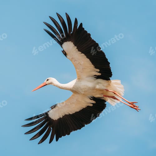 Preview: Adult European White Stork Flies In Blue Sky With Its Wings Spread Out