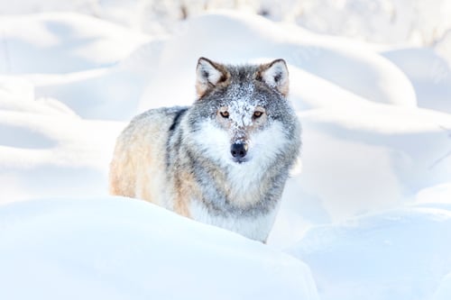 Preview: Snowy wolf stands in beautiful winter forest