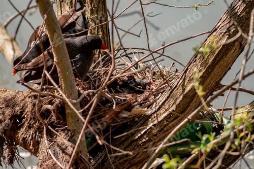Preview: Common moorhen birds family