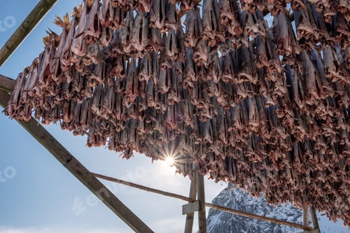 Preview: Cod fish headless drying on wooden racks