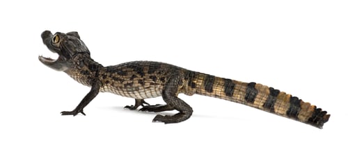 Preview: Spectacled Caiman, Caiman crocodilus, also known as a the White Caiman or Common Caiman
