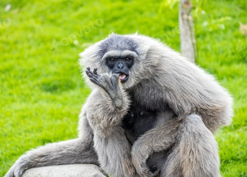 Preview: Gray gibbon sitting on the grass during daytime