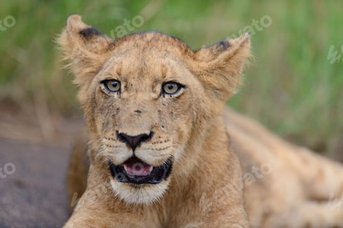 Preview: Closeup shot of a magnificent lioness on a road in the African jungles