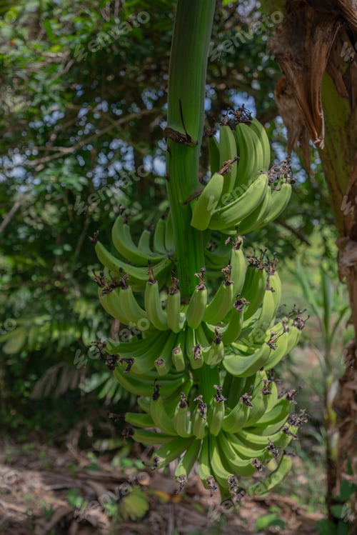 Preview: there is a large group of green bananas hanging from a tree
