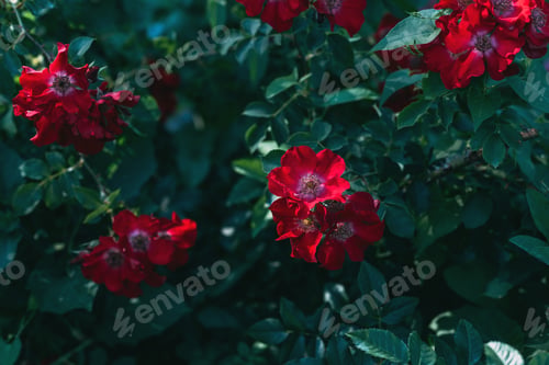 Preview: close up view of red rose flowers with green leaves