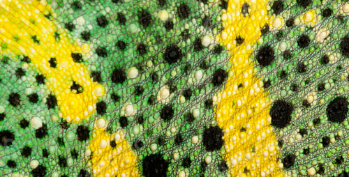 Preview: Close-up of Meller's Chameleon skin, Giant One-horned Chameleon, Chamaeleo melleri