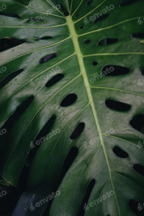 Preview: Monstera deliciosa plant texture