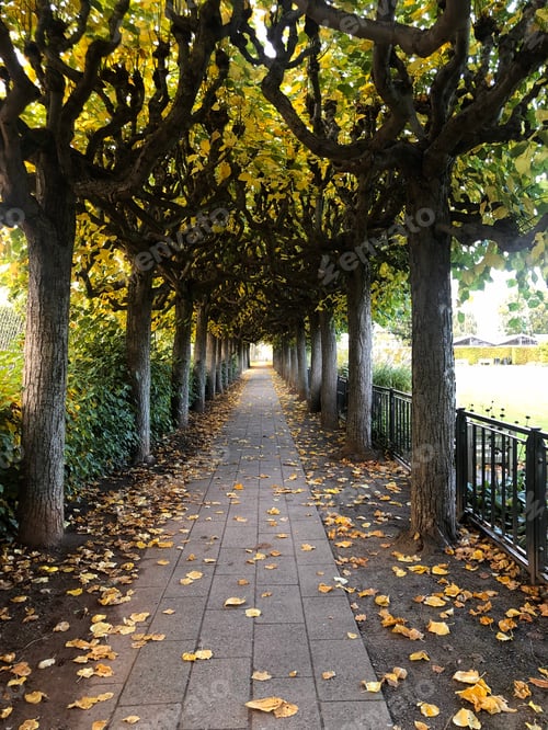 Preview: Footpath with arch of plane trees