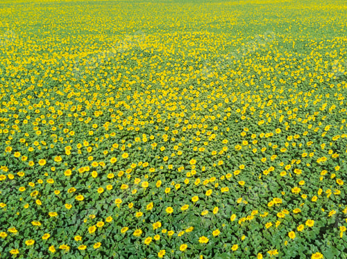 Preview: Sunflowers Field Aerial Photography
