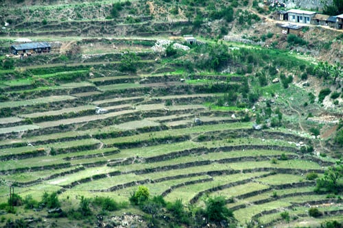 Preview: Pattern of step cultivation being adopted in a sloped, mountainous region in Uttarakhand, India