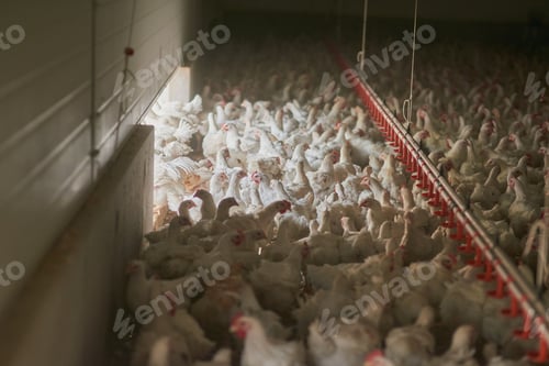 Preview: Shot of a large flock of chicken hens all together in a big warehouse on a farm