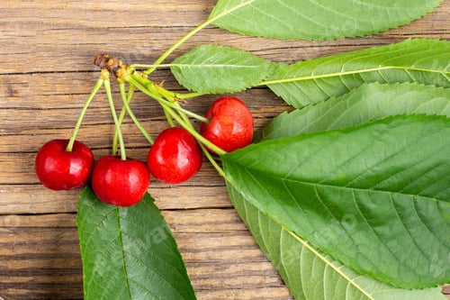 Preview: bunch of ripe sweet cherries with green leaves