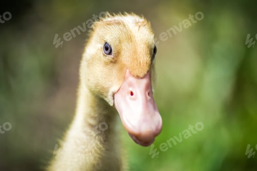 Preview: Selective focus of a cute blue eyed brown duck with pink beak